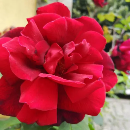 Quinta S. Romao Do Neiva