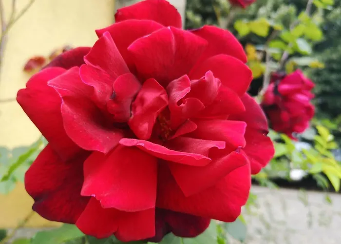 Quinta S. Romao Do Neiva